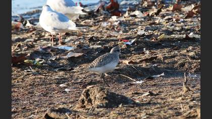 Grey Plover