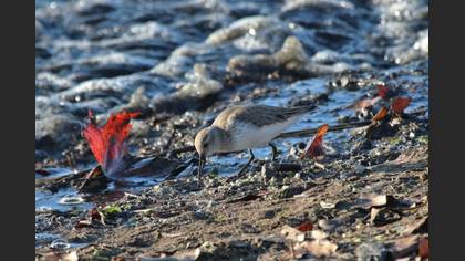 Dunlin