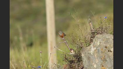 Cretzschmar`s Bunting