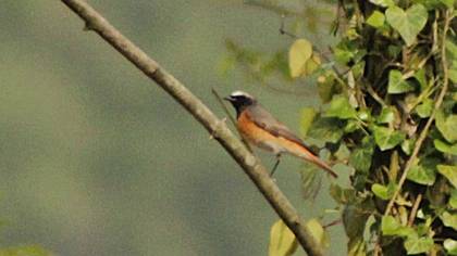 Common Redstart