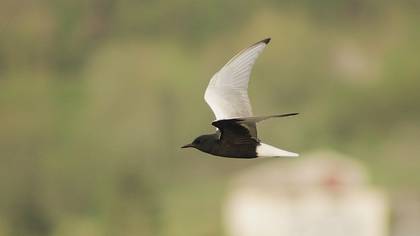 White-winged Tern