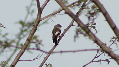 Semicollared Flycatcher