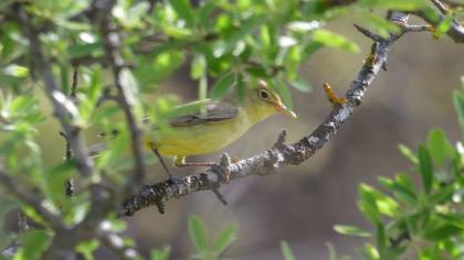 Icterine Warbler