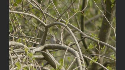 Spotted Flycatcher