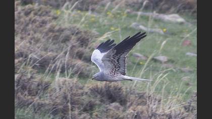 Montagu`s Harrier