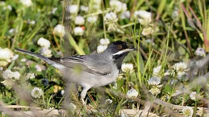 Rüppell`s Warbler