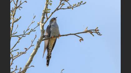 Common Cuckoo