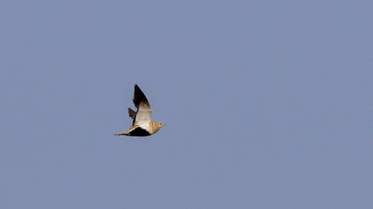 Black-bellied Sandgrouse