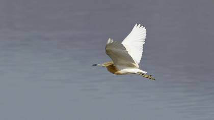 Squacco Heron