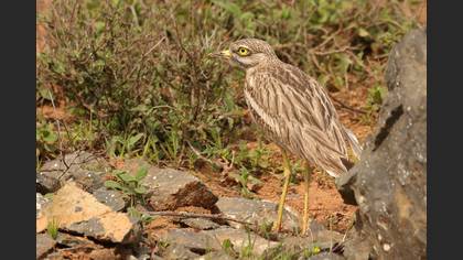 Eurasian Stone-curlew