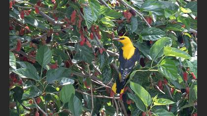 Eurasian Golden Oriole