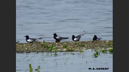 White-winged Tern