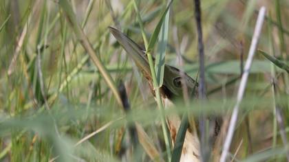 Eurasian Bittern