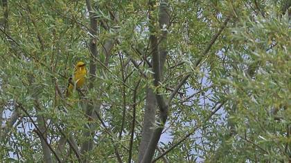 Eurasian Golden Oriole
