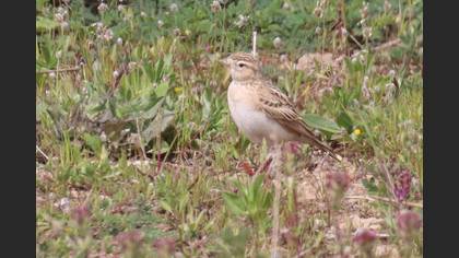 Greater Short-toed Lark