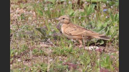 Greater Short-toed Lark