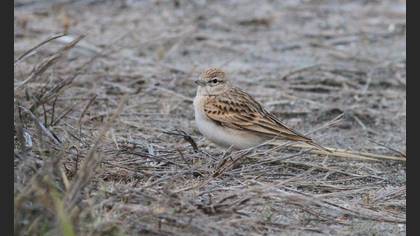 Greater Short-toed Lark