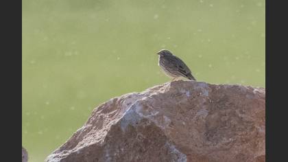 Corn Bunting