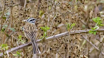 Rock Bunting