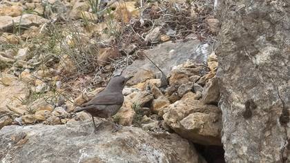 Blue Rock Thrush