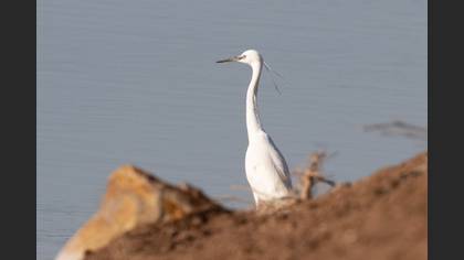 Little Egret
