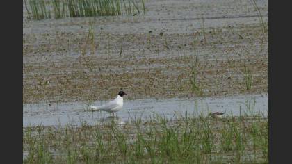 Mediterranean Gull