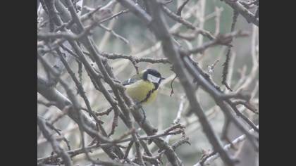 Great Tit