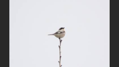 Lesser Grey Shrike