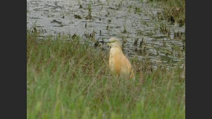 Squacco Heron