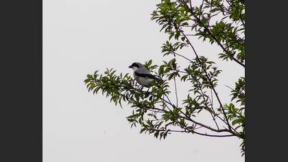 Lesser Grey Shrike
