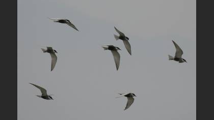 Whiskered Tern