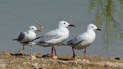 Slender-billed Gull