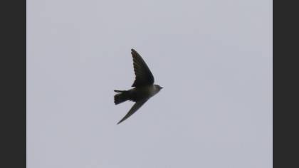 Eurasian Crag Martin
