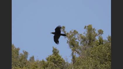 Northern Raven
