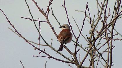Red-backed Shrike