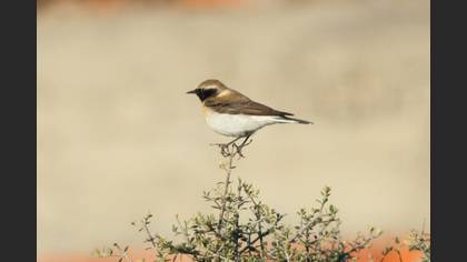Black-eared Wheatear