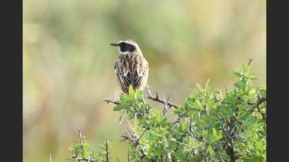 Whinchat