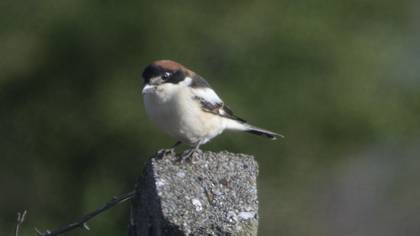 Woodchat Shrike