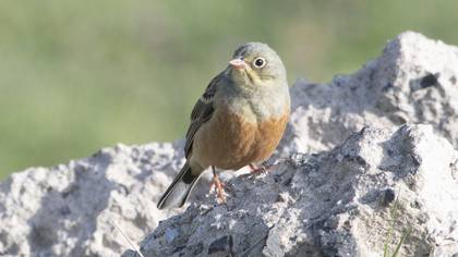 Ortolan Bunting