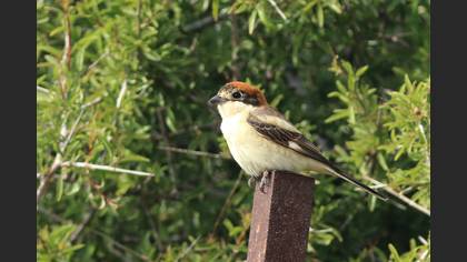 Woodchat Shrike