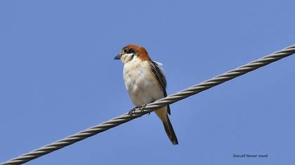 Woodchat Shrike