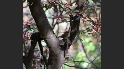 Eurasian Blackcap