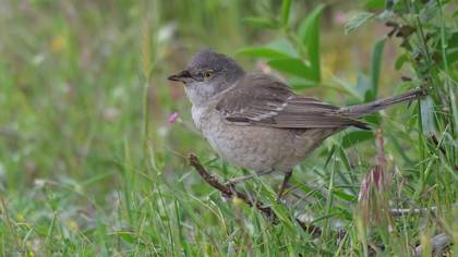 Barred Warbler