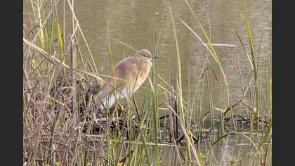 Squacco Heron