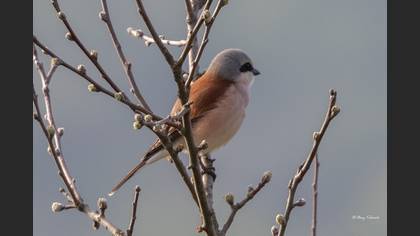 Red-backed Shrike