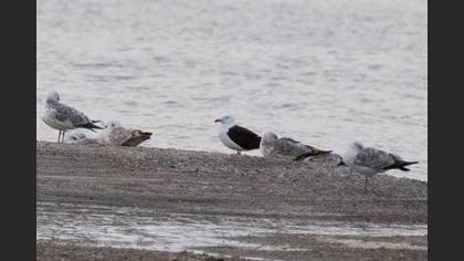 Lesser Black-backed Gull