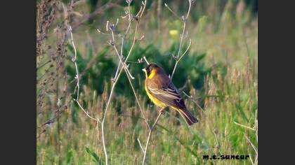 Black-headed Bunting