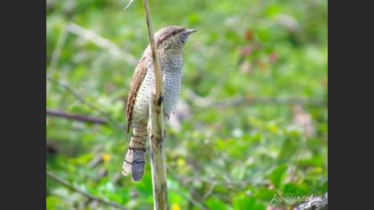 Eurasian Wryneck