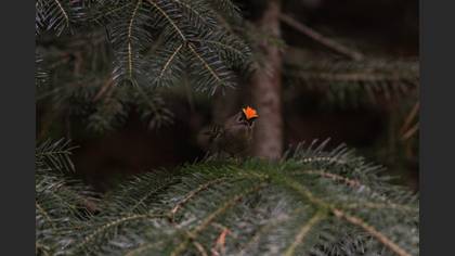 Goldcrest