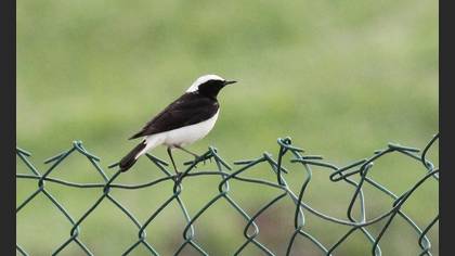 Pied Wheatear